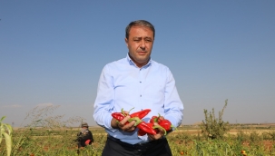 Şanlıurfa Valisi Hasan Şıldak, tarlada isot topladı