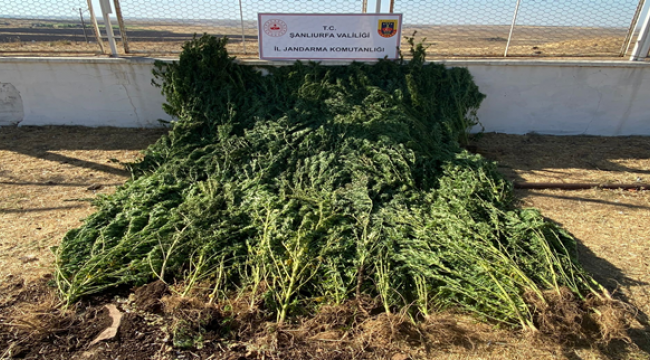 Siverek'te tarlaya düzenlenen operasyonda ele geçirildi
