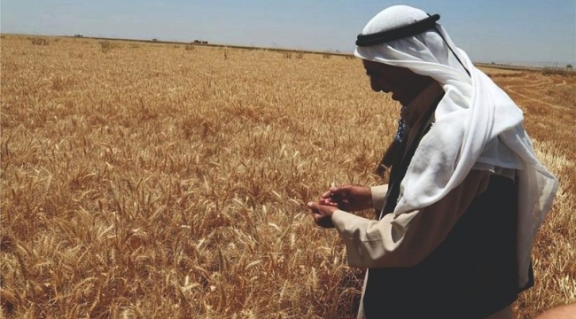 Tarımsal destekleme ödemesi çitçilerin hesaplarına bugün yatırılacak