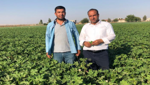 Urfalı çiftçi rahat bir nefes alacak
