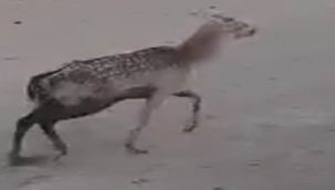 Akçakale'de hastane bahçesinde Alageyik görüldü