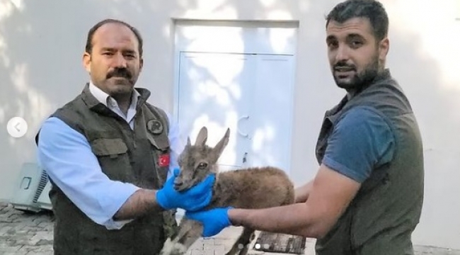 Bitkin bulunan yavru dağ keçesi Urfa'da tedavi altına alındı