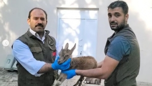 Bitkin bulunan yavru dağ keçesi Urfa'da tedavi altına alındı