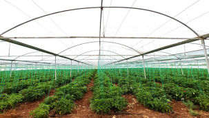 Eyyübiye sera kent tropikal meyvede başarıya ulaştı