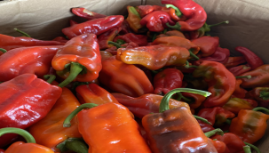 İSOT fiyatları düştü