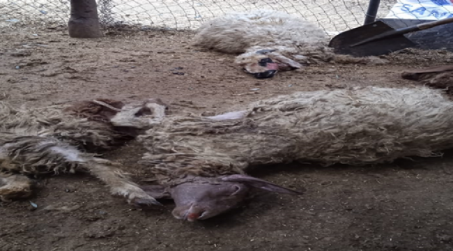 Şanlıurfa'da Başıboş köpekler koyunlara saldırdı