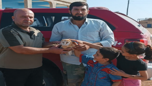 Şanlıurfa'da yaralı bulunan peçeli baykuş ve Balaban kuşu tedavi altına alındı