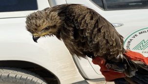 Şanlıurfa'da yaralı halde kara çaylak kuşu bulundu