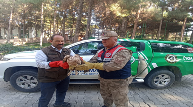 Şanlıurfa'da yaralı halde Kızıl Şahin bulundu