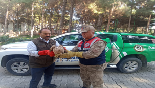 Şanlıurfa'da yaralı halde Kızıl Şahin bulundu