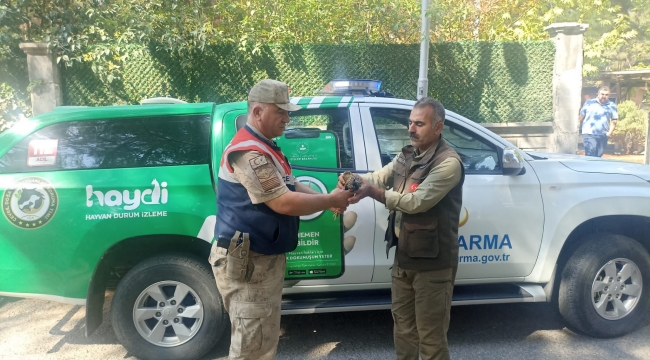 Şanlıurfa'da yaralı Turaç kuşu bulundu