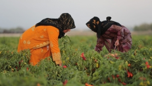 Şanlıurfa'nın tescilli lezzeti isotun hasadı yapıldı