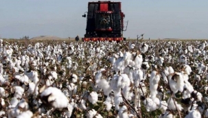 Şanlıurfa pamuk biçim ücretleri açıklandı