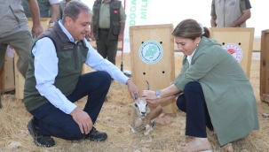 VALİ ŞILDAK "URFA CEYLANI ÜLKEMİZDEKİ NADİDE TÜRLERDEN BİRİ"