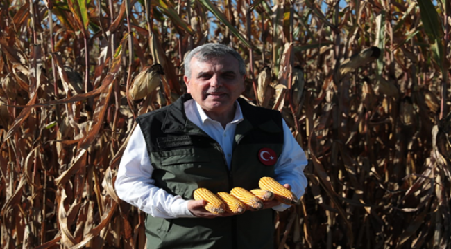 Başkan Beyazgül, Mısır hasadına katıldı