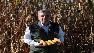 Başkan Beyazgül, Mısır hasadına katıldı