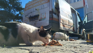 Büyükşehir'den minik dostlara mama 