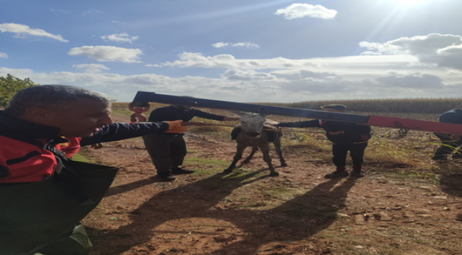 Fosseptik çukuruna düşen merkepi itfaiye ekipleri kurtardı