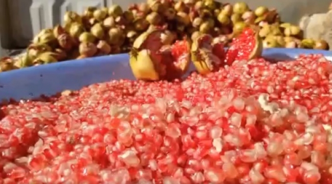 Halfeti'de nar ekşi mesaisi başladı