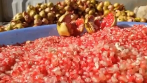 Halfeti'de nar ekşi mesaisi başladı