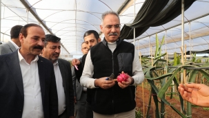 Şanlıurfa'da İlk Kez Eyyübiye'de Yetiştirildi