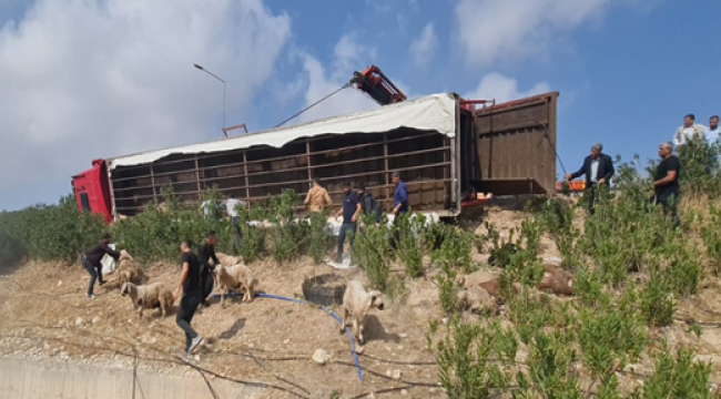 Şanlıurfa'da kaza, çok sayıda hayvan telef oldu