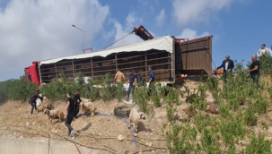 Şanlıurfa'da kaza, çok sayıda hayvan telef oldu