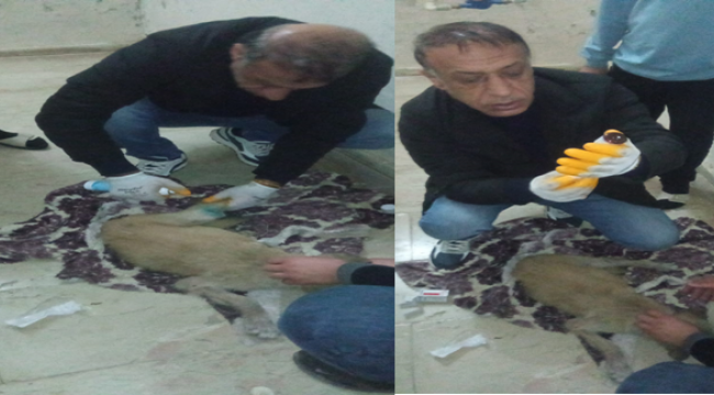 Yaralı Köpeğe Viranşehir Belediyesi Sahip Çıktı 