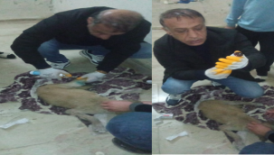Yaralı Köpeğe Viranşehir Belediyesi Sahip Çıktı 