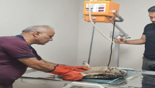 Yaralı Puhu Şanlıurfa'da tedavi altına alındı!