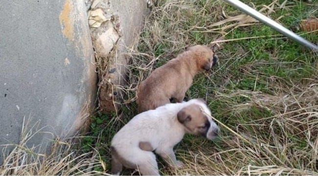 Bozova'da köpeklerin imdadına İtfaiye yetişti 