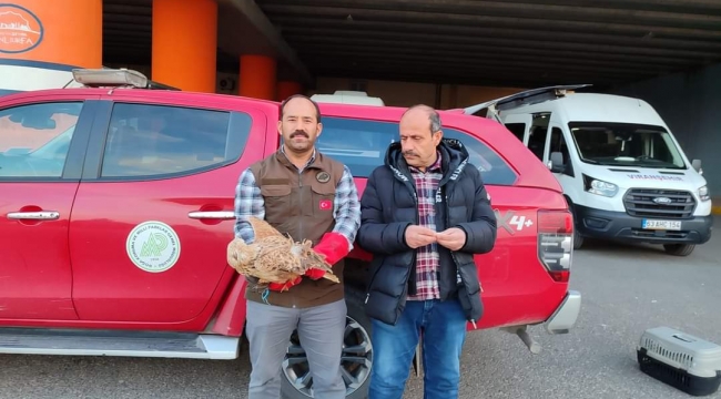 Kızıl Şahin bitkin halde bulundu 