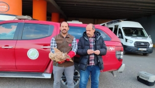 Kızıl Şahin bitkin halde bulundu 