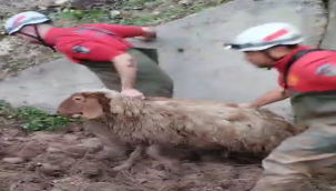 Şanlıurfa'da koyun kurtarma operasyonu