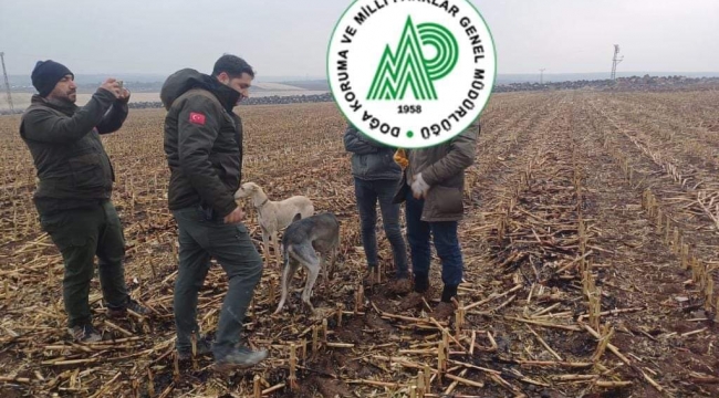 Urfa'da hafta sonu avcılar denetlendi 