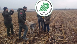 Urfa'da hafta sonu avcılar denetlendi 