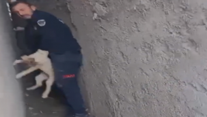 Urfa'da iki duvarın arasına sıkışan köpeği itfaiye kurtardı