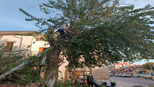 Viranşehir Belediyesinden yeşil alanlarda hummalı çalışma
