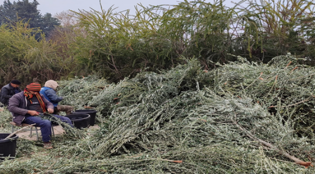 Birecik'te 100 bin adat zeytin fidesi üretilecek