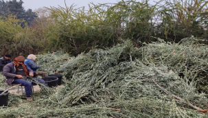 Birecik'te 100 bin adat zeytin fidesi üretilecek