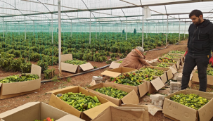 Eyyübiye Sera Kent'te kış sezonu verimli geçiyor