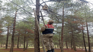 Şanlıurfa'da jandarma ekipleri sokak hayvanlarını besledi