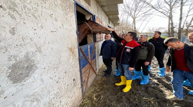 Suruç'un yarış atları bölge ekonomisine katkı sağlıyor