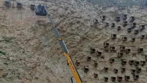 Kelaynakların yeni doğacak yavruları için yuvaları onarıldı