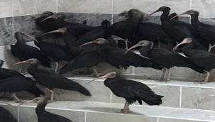 Koruma altındaki kelaynak doğaya bırakıldı