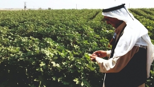 Tarımsal destek ödemeleri hesaplara yatıyor!