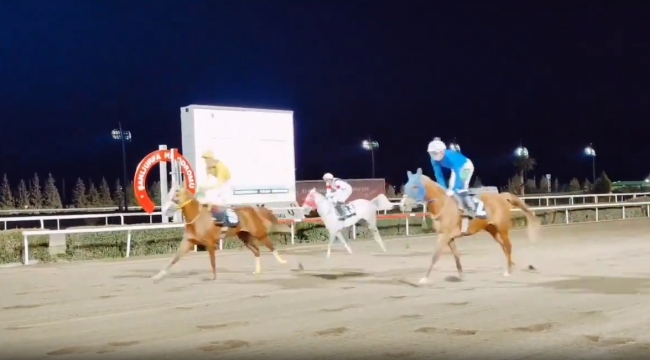 Meşhur Urfa Arap atların ihracatı yapılıyor