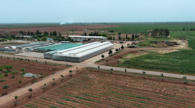 Büyükşehir Seralarında Üretilen Çiçekler Cadde Ve Sokakları Süslüyor