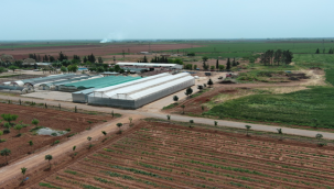 Büyükşehir Seralarında Üretilen Çiçekler Cadde Ve Sokakları Süslüyor