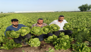 GAP marulu tarlada 3 TL pazarda 20 TL  